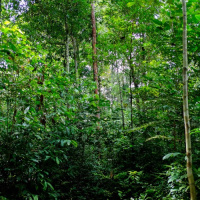 Zogzog monkey yelling in the Amazonian Rainforest