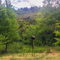 Spring: Oriole and others birds in south of France