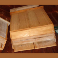 Hundreds of bats screaming and coming out of their nest