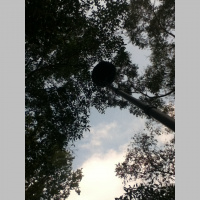 Monkey yelling in the forest close to Palenque (Chiapas, Mexico)