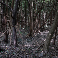 Toucans singing in the Amazonian Rainforest (Brazil)