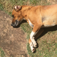Dog singing during the night