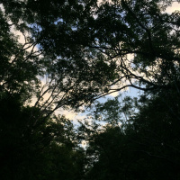 Forest at dawn in the Sian Kaan Biosphere Reserve