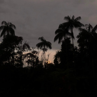 1 hour: toads duet during the night (Serrinha, Brasil)
