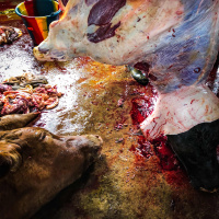 The last breath of a cow (Kinshasa, Congo)