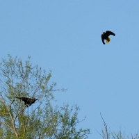 Montezuma oropendola bird call