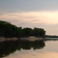 1 Hour: Toads and frogs during the night