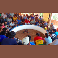 Cockfight in Coroico, Bolivia