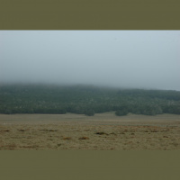The tree are creaking and cracking in the patagonian forest (Argentina)