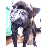 A small french-bulldog try to communicate