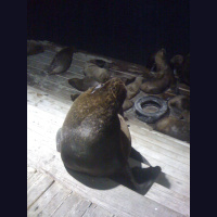 Sea lions screaming in the port of Iquique (Chile)