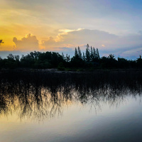 Toads and frogs during the night in Thailand