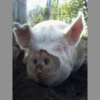 A pig grunting, grumbling and falling asleep (France, Limousin)