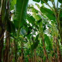 Light rain in a field of bananas trees