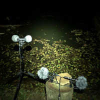 Toads during the night in a pound, in Serrinha do Alambri (Brazil)