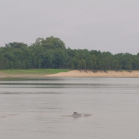 Amazonian Dolphins