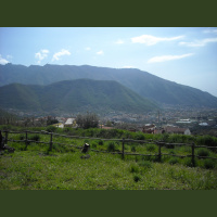 A herd of goat is eating the small bells are tickling