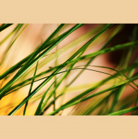 Pastor Damien Wong - 7-5-19 Healing Service