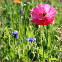 057 Gefühle – und warum es so wichtig ist sie zu kennen!