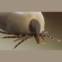 OA298: Hope Hicks  Weaponized Ticks