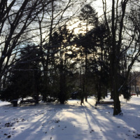 30segSalud plantas contra intoxicación y venenos