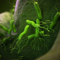 Edulcorantes alienígenas intestinales