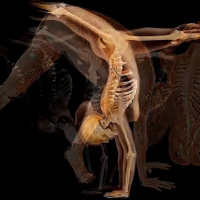 30SegSalud No domestiques tu cuerpo, libéralo