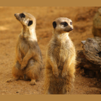 Meerkats