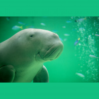 Manatees and Dugongs