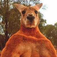 Learn Aussie Slang With The Bicker Bogans