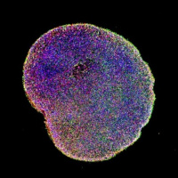 Episode 497 - Dr. Mazen Kamen