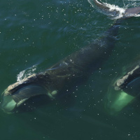 Whales, Conservation amp Community