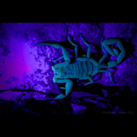 Audio for Foto English Lessons