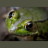 Audio for Foto English Lessons- Biggest Sale Ever?