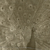 Episode 228: Butt Stuff