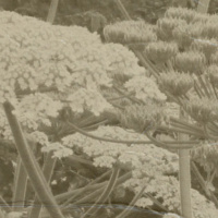 Episode 229: Pump Hound