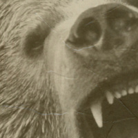 Episode 199: Adderall Bears