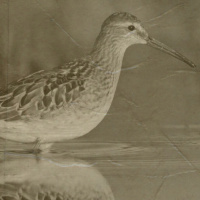 Episode 198: Beak Deep