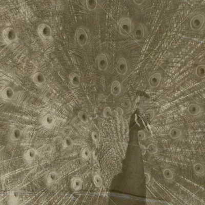 Those Damn Ross Kids