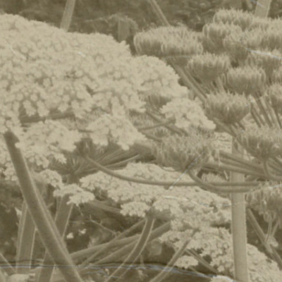 Those Damn Ross Kids