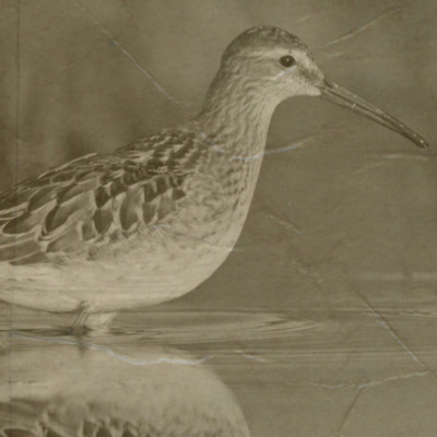 Those Damn Ross Kids