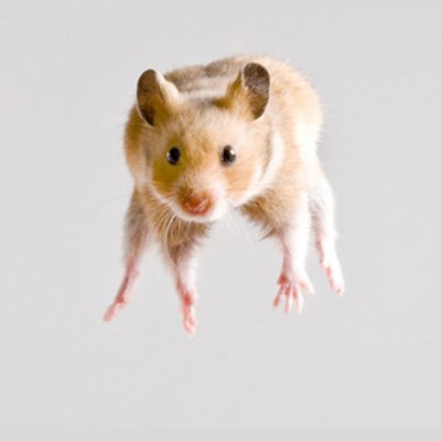 Johan Och Mattias Podcast