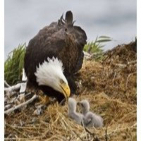 Pastor Edwin Santana - Sermón - Viviendo Como las Águilas - Parte III.