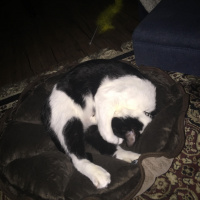 Bonus - Rendlesham Forest UFO with Slothman Prophecies