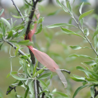 Ogród - miejsce uważności