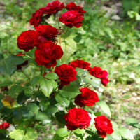 parola di conoscenza 16 ottobre 2015