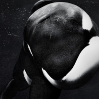 Episode Eight: Blackfish