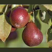 BarRat  Jess Wind Up Call - How big are your knackers?