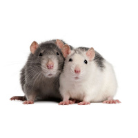 BarRat  Jess Podcast - LOVE RATS!