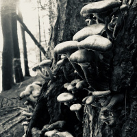 The Path Between Worlds